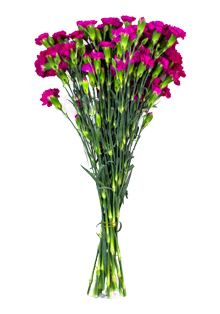 Carnation2